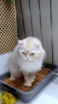 Fluffy white cat sitting in plastic litter box with wooden pellets looking grumpy at home interior background