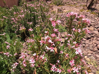 Obraz premium Pink Nerium Oleander Flowers Outdoors, Pink Oleander Flowers in Bloom