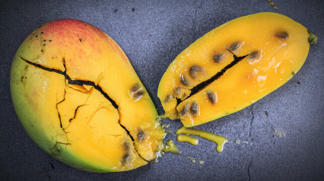 Overripe mango with liquid oozing and maggots emerging from surface cracks, showing decay and spoilage.