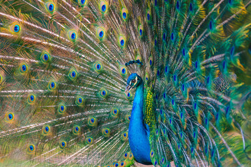 Obraz premium Peacock bird with fanned open tail, colorful peacock feathers eyes pattern