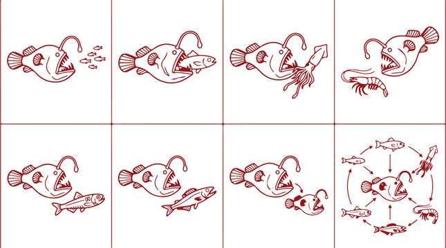 Anglerfish feeding behavior illustration series showing predation on smaller fish squid and shrimp in ocean depths.