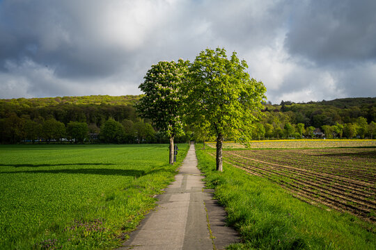 Ein schmaler Weg zog sich durch die Felder, als h&auml;tte jemand einen Strich in die Landschaft gezeichnet. Zwei Kastanienb&auml;ume standen Wache dar&uuml;ber, w&auml;hrend dunkle Wolken am Himmel ihre dramatische Kuli