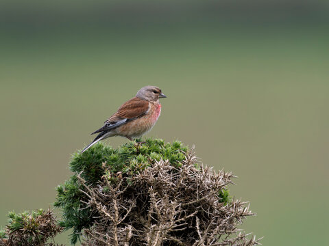 Linnet, Linaria cannabina