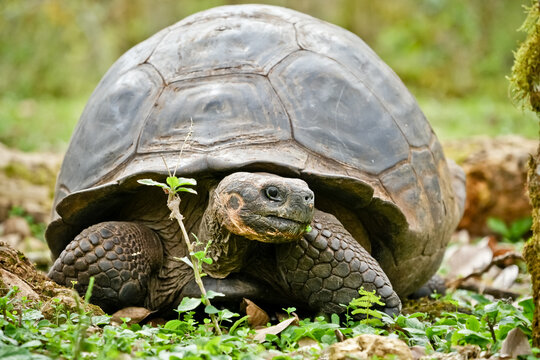 Galapagos Tortoise from the Front