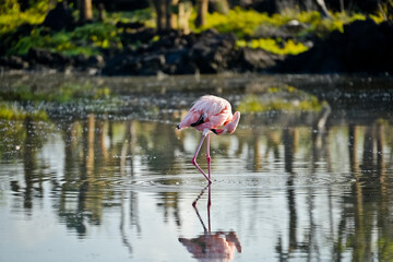 Pink Flamingo in Water on Galapagos Island Floreana © SPARKLINGTRAVEL