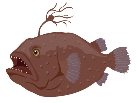 チョウチンアンコウ Images – Browse 180 Stock Photos, Vectors, and