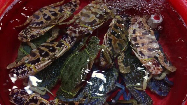 Numerous live flower crabs with their claws tied are moving in a red bucket filled with water. Ready for sale at a fresh fish market. These crustaceans are a popular seafood choice and an ingredient