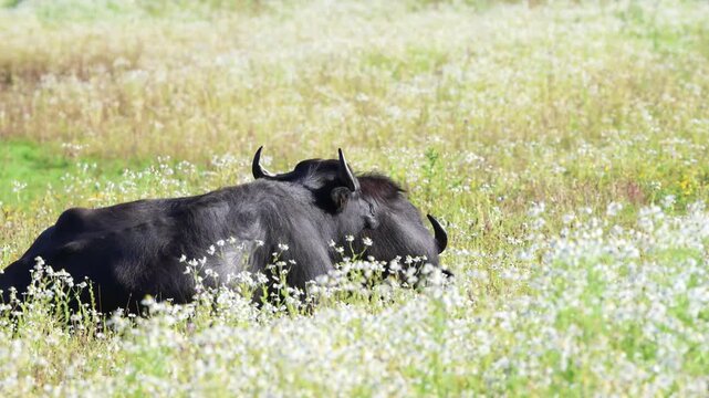 Water buffaloes lie in the wild meadow and enjoy the sun, water buffaloes lie in the sun in the grass, a water buffalo surrounded by white flowers, Bubalus arnee
