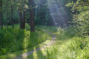 Obraz premium Sun rays illuminating green forest trail in spring