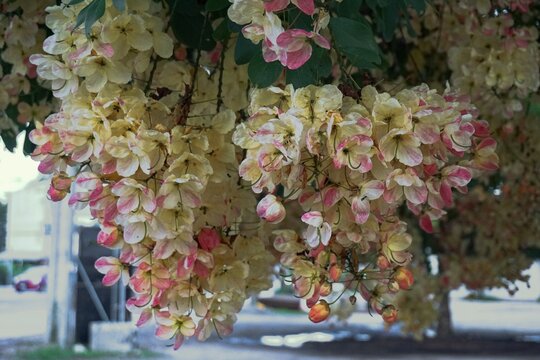 A quiet moment of relaxation unfolds beneath a massive canopy of fresh rainbow shower tree blossoms.