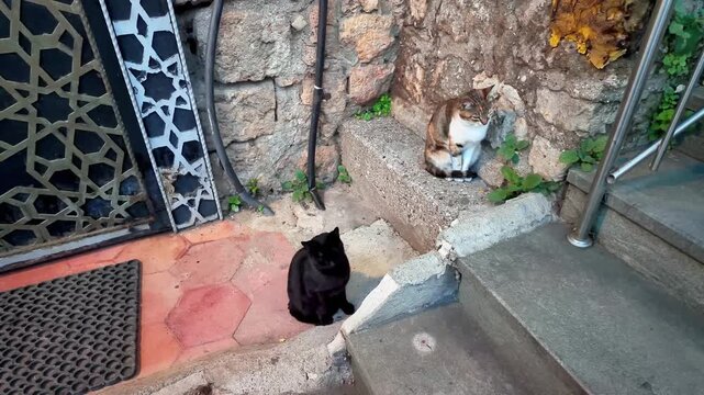 Two stray cats black and tabby sitting on stone steps near ornate iron gate in antalya old town.