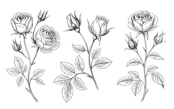 Multiple rose blooms with buds in refined vintage engraving drawing.
