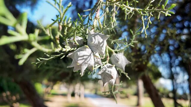 Close-up of arizona cypress white dried cones on green scaly branches in sunny antalya park alley.