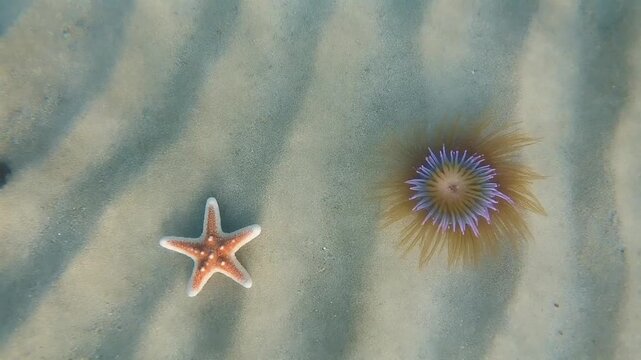Sea life underwater scene with starfish and purple sea urchins on sandy ocean floor. Close-up marine wildlife footage for nature documentaries and ocean conservation projects.