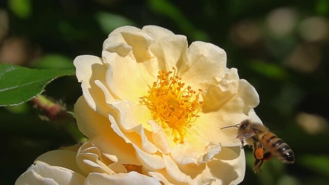 Bee on yellow rose Flower. Honeybee and Rose flower. A lot of pollen
