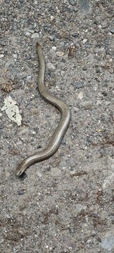 Blindschleiche
