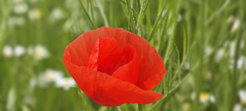 Mohnblume