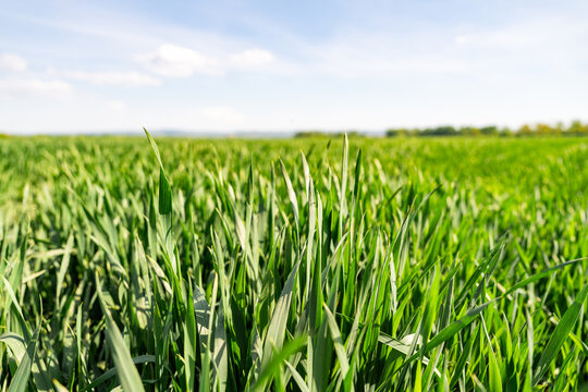 Early stage crop growth and precision farming trend featuring young green cereal seedlings in a field. 