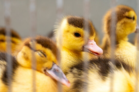 Close up portrait of small muscovy ducklings on a poultry farm. 