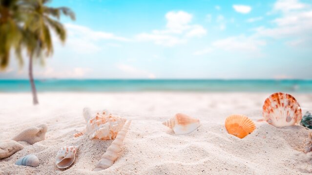 sea shells on the beach