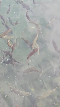 School of Spotted Fish Swimming Beneath Clear Shallow Water Surface