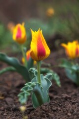 Obraz premium Wild Albert's tulip, Tulipa alberti, blooming on soil with blurred background and copy space. Commercial template for spring concepts, botanical themes, and environmental conservation advertising.