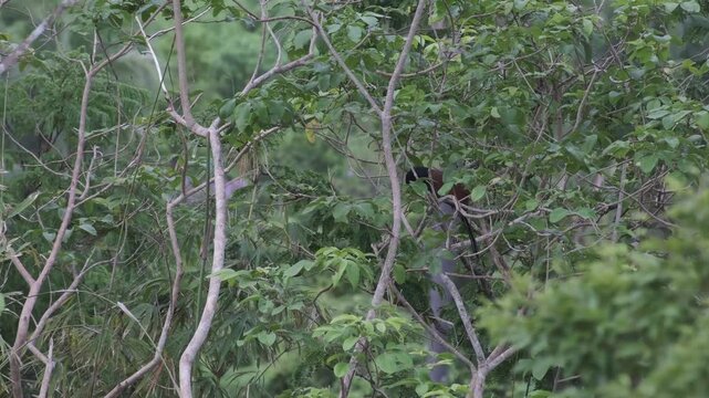 Greater Coucal Full Hoot Vocalization With Visible Calling Behavior, Palawan Philippines