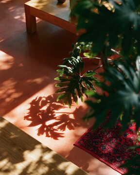 Sun-Drenched Corner: Lush green leaves cast dappled shadows on a warm, terracotta-toned floor, next to a wooden coffee table and a small oriental rug, creating a serene and inviting indoor oasis.