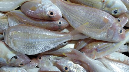 Fresh Raw Seafood Fish Background Texture – Premium Marine Catch Pattern for Food and Market Concepts © Mulyanto