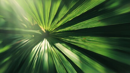 Obraz premium Green palm leaf showcases a radiating pattern of natural lines and veins, with vibrant sun rays creating light streaks