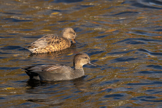Gadwall (Mareca strepera) Duck in Seattle, WA