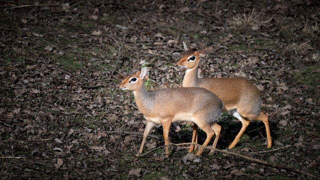 Pair of Kirk's Dik Dik Standing Close Together