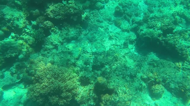 Fonds marins tropicaux et coraux