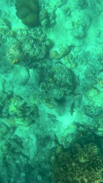 Fonds marins tropicaux et coraux