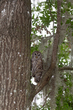 Barred Owl perches on a branch in a tree in the a natural setting