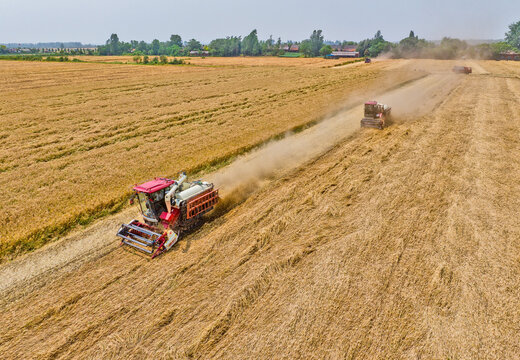 Combine Harvesters in Golden Wheat Field During Harvest Season
