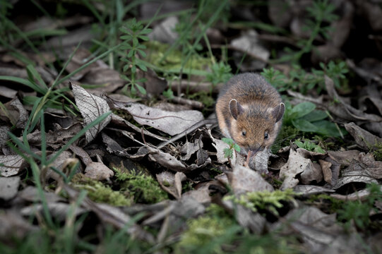 Tiny Field Mouse Foraging for Food