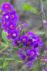 Obraz premium lilac flowers in the garden Quaremeira