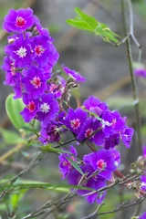 Fototapeten Lila lilac flowers in the garden Quaremeira  © Everaldo