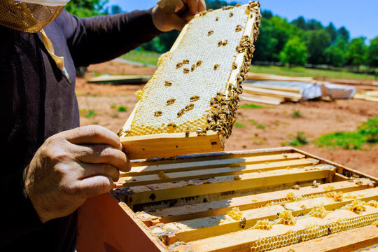 Beekeeper holds frame filled with honeycomb bees while checking beehive in field under clear skies.