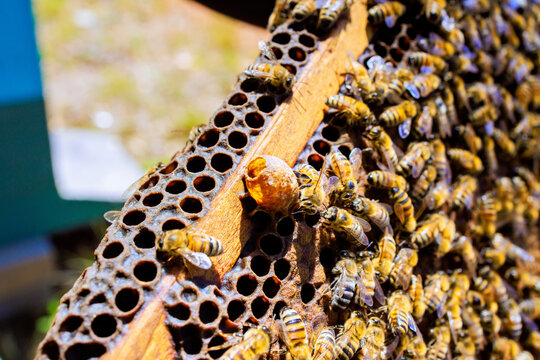 Bees work on honeycomb in beehive under sun bees move around collect nectar food.