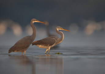 Obraz premium Western reef heron fishing at Eker coast of Bahrain. Selective focus on back.
