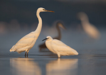 Obraz premium Western reef herons fishing at Eker coast, Bahrain