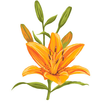 Lily Flower Botanical Painting Illustration