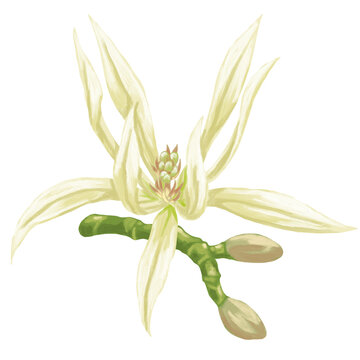 Magnolia Champaca Flower Botanical Illustration