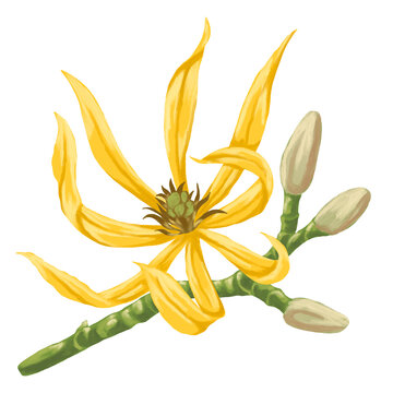 Magnolia Champaca Flower Botanical Illustration