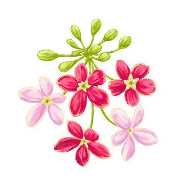 Rangoon Creeper Flower Botanical Painting Tropical Vine Floral Illustration