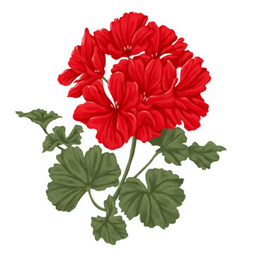 	
Geranium Flower Botanical Painting Vintage Hand Drawn Floral Illustration