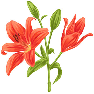 Red lily Flower Botanical Painting Illustration