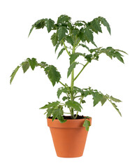 Obraz premium Young tomato plant in a teracota flower pot isolated on white or transparent background